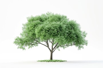 Fototapeta premium green plant isolated