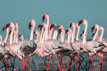 Fototapeta premium African wild birds. A flock of pink flamingos on the blue lagoon against the bright sky