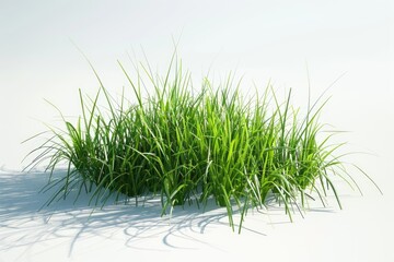 Obraz premium green plant isolated 