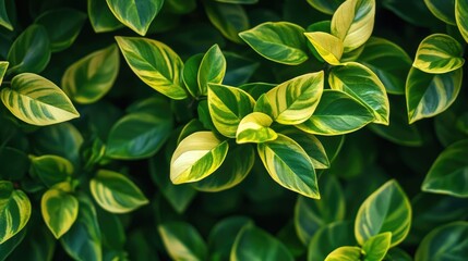 Fototapeta premium Vibrant ornamental plant foliage enhancing interior and exterior design aesthetics with lush green and yellow hues
