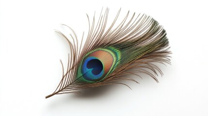 Obraz premium Vibrant peacock feather displayed against a clean white background, featuring intricate patterns and rich colors, nature, beauty, wildlife, decorative element.