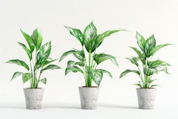 Fototapeta premium green plant isolated