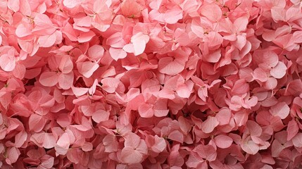 Bougainvillea flowers in vibrant pink hues creating a stunning floral backdrop for design and decor purposes