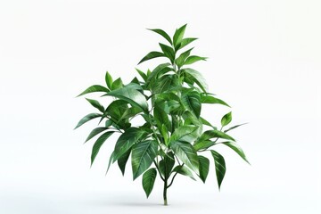 Obraz premium green plant isolated