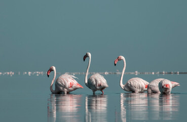 African wild birds. A flock of great flamingos on the blue lagoon against the bright sky