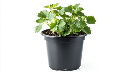 Fototapeta premium Potted strawberry plant on a white background, representing the concept of home gardening and cultivation, ideal for beginners, gardening tips, fresh produce, healthy living.