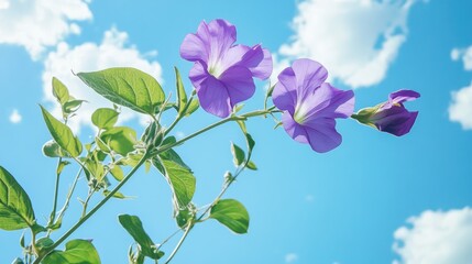 Obraz premium Purple butterfly pea flowers in full bloom against a bright blue sky with fluffy clouds surrounded by vibrant green leaves and branches