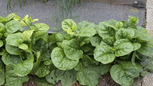 Young plants of Ceylon spinach (Malabar spinach, Basella alba) in the garden