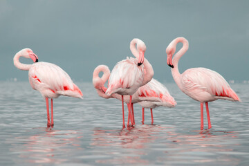 African wild birds. A flock of great flamingos on the blue lagoon against the bright sky