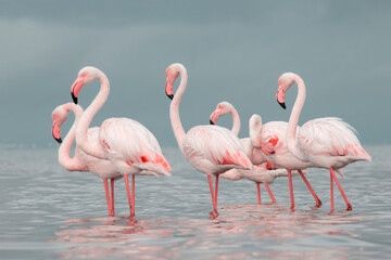 African wild birds. A flock of great flamingos on the blue lagoon against the bright sky