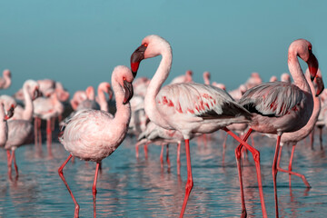 African wild birds. A flock of pink flamingos on the blue lagoon against the bright sky