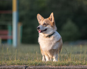 Beautiful purebred corgi on a walk in the summer.