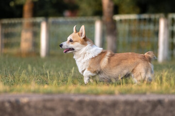 Beautiful purebred corgi on a walk in the summer.