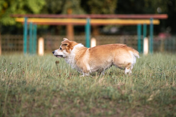 Beautiful purebred corgi on a walk in the summer.