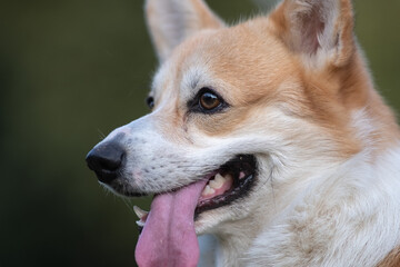 Beautiful purebred corgi on a walk in the summer.