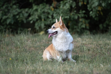 Beautiful purebred corgi on a walk in the summer.