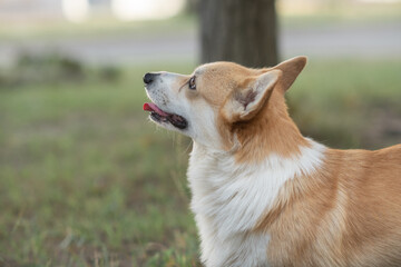 Beautiful purebred corgi on a walk in the summer.