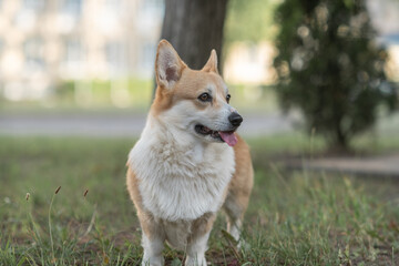 Beautiful purebred corgi on a walk in the summer.