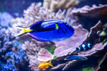 Deep blue fish in water