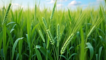 Obraz premium Close-up of Lush Green Wheat Crop in Agricultural Field, showcasing vibrant leaves and long blades under clear skies. Detailed view of healthy plant growth essential for successful crop
