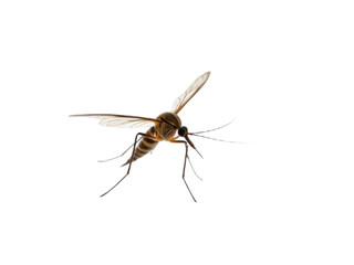 A stunning mosquito flying, isolated on a transparent background, captured in a macro shot. Generated AI