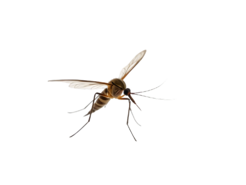A stunning mosquito flying, isolated on a transparent background, captured in a macro shot. Generated AI - Powered by Adobe