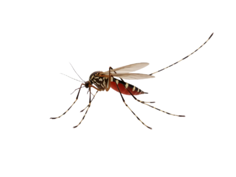 A stunning mosquito flying, isolated on a transparent background, captured in a macro shot. Generated AI