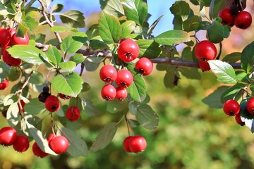 빨갛게 익은 나무 열매, 중국들산사나무