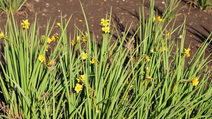 Obraz premium Vibrant Yellow Flowers in Tall Green Grass, Daylight Photography