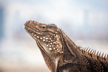 Close up of iguana against lit glass, profile