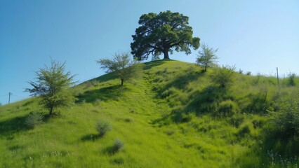 Majestic Oak Tree on Lush Green Hillside Under a Clear Blue Sky - Serene Nature Landscape Photography