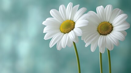 Naklejka premium Two Daisies Gracefully Stand Against A Teal Background