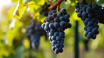 Sunlit Ripe Red and Dark Grapes Hanging on Vines, Lush Green Leaves, Close-Up Photography
