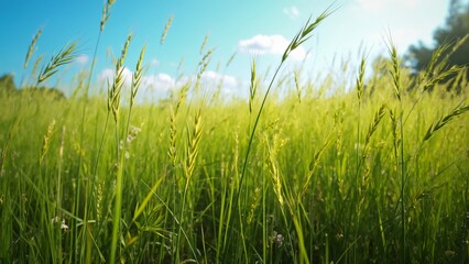 Obraz premium Stunning Wide-Angle View of a Lush Green Meadow Under a Vibrant Blue Sky