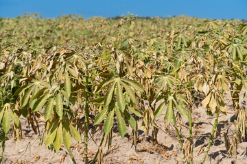 Small cassava plant outdoors. Wilting and drought of agricultural crops. Under blue sky.