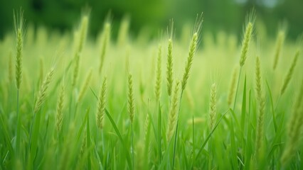 Obraz premium Stunning Close-Up of Lush Green Grass Meadow, Tall Blades of Grass, Vibrant Spring Scenery, Nature Background Image