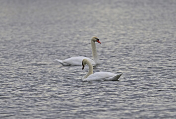 A Pair of Mute Swan aka Cygnus olor