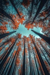A mesmerizing view of tall trees with vibrant orange leaves against a blue sky.