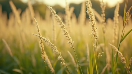 Obraz premium Close-up Photorealistic Meadow Grass, Tall Blades, Blurred Background, Golden Hour Light