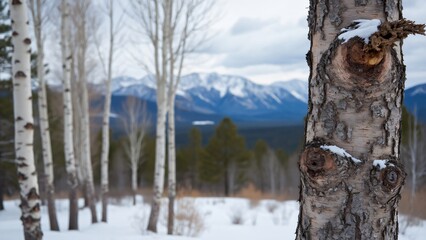 Snowy Aspen Trees & Rocky Mountains Winter Landscape - Colorado Pine Forest View