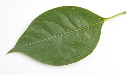 Obraz premium A single green leaf showcasing its texture and veins on a white background.