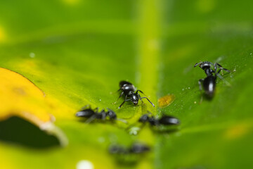 Micro photography of Black ants on green leaf, Mahe Seychelles