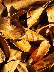 autumn leaves on the ground