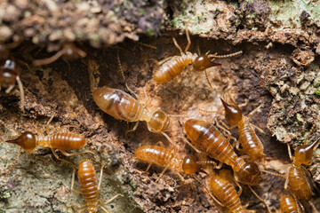 Micro photography of Termites inside the termite mound, Mahe Seychelles.