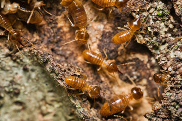 Micro photography of Termites inside the termite mound, Mahe Seychelles.