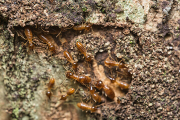 Micro photography of Termites inside the termite mound, Mahe Seychelles.