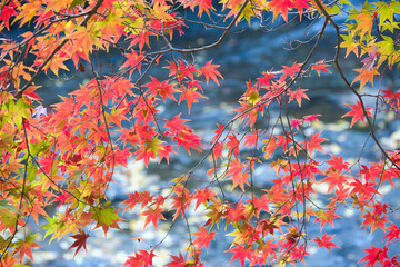 水辺の赤い紅葉