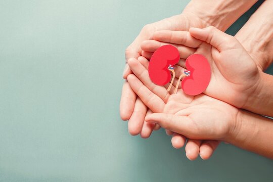Adult and child holding kidney shaped paper on textured blue background, world kidney day, National Organ Donor Day,