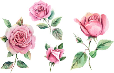 Naklejka premium Beautiful Watercolor Pink Rose Flower