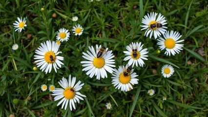 Fototapeta premium Aerial View of White Daisies and Busy Bees in Lush Green Grass